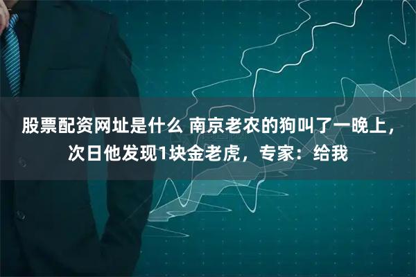 股票配资网址是什么 南京老农的狗叫了一晚上，次日他发现1块金老虎，专家：给我